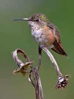 Hummer9.jpg