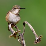 Hummer12.jpg