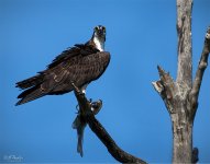 Osprey.jpg
