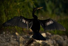 DSC_0073.jpg