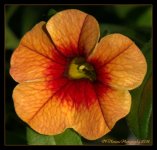 Orang Flower  5-22-2016.jpg