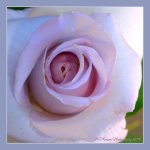 Pale Purple Rose  5-22-2016.jpg