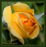 Yellow Rose Bud  5-22-2016.jpg