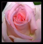 Pink Rose  5-22-2016.jpg