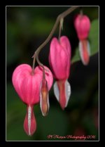 Bleeding Hearts  5-22-2016.jpg