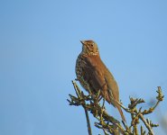 DSCN3675.jpg