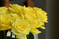 DSC_3324+Yellow Roses D610-0003+Yellow Roses FX cropped-0002.jpg
