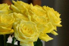 DSC_3326+Yellow Roses D610-0005+Yellow Roses DX cropped-0001.jpg