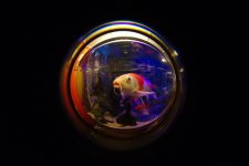 DSC_6310+Fish Fisheye-0001+Fishy fisheye-0001.jpg