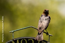 afternoon birds-7746.jpg
