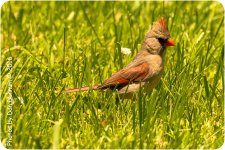 afternoon birds-7764.jpg