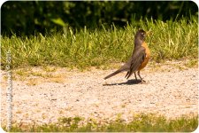 afternoon birds-7771.jpg