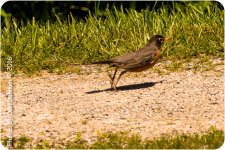 afternoon birds-7773.jpg