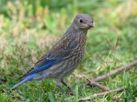 Bluebird.jpg