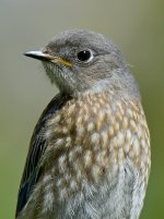 Bluebird4.jpg