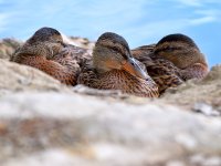 Ducks.jpg