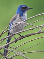 Jay9.jpg