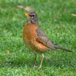 Robin.jpg