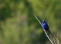 ROY_7933.JPG