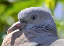 DSC_0203.jpg