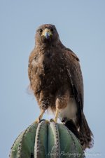 DSC_1004.jpg