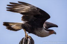 DSC_1525.jpg