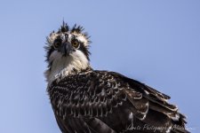 DSC_1297.jpg