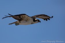 DSC_1354.jpg