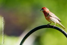 Morning Birds-7808-Edit.jpg