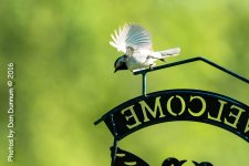 Morning Birds-7834.jpg