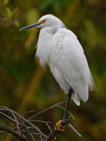 Egret4.jpg