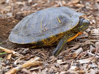 Turtle.jpg