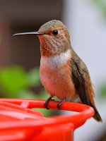 Hummer2.jpg