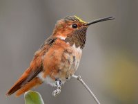 Hummer10.jpg