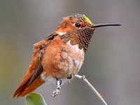 Hummer6.jpg