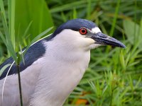 BlackHeron3.jpg