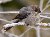 BushTit3.jpg
