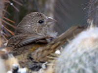 Finch3.jpg