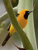 Oriole.jpg