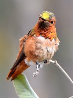 Hummer5.jpg
