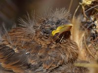 Finch5.jpg