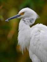 Egret3.jpg
