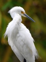 Egret5.jpg