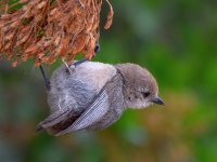 BushTit.jpg