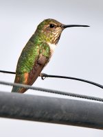 Hummer.jpg