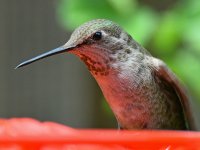 Hummer15.jpg
