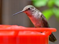 Hummer5.jpg
