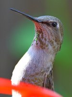 Hummer21.jpg