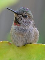 Hummer16.jpg