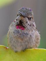 Hummer17.jpg